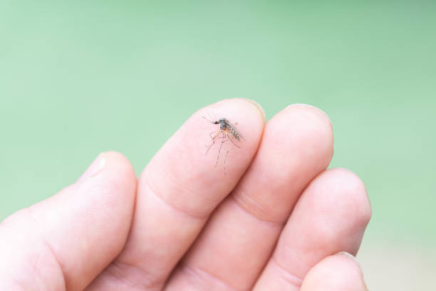 istock a dead mosquito is lying on a person's arm 1326935670