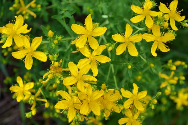 istock Hypericum perforatum - flowering herbaceous plant used in folk medicine. 1326935774