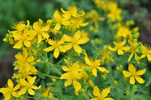 Cat's ear yellow flower with a green beetle in the foreground.