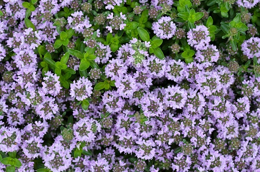 Flowering Thymus serpyllum or wild thyme - aromatic perennial herb.
