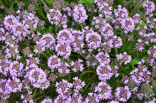 Thymus serpyllum or creeping thyme as a floral background. Aromatic and honey plant.