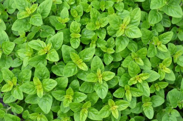 fresh leaves of origanum vulgare or wild marjoram. - oregano herb garden herb gardens imagens e fotografias de stock