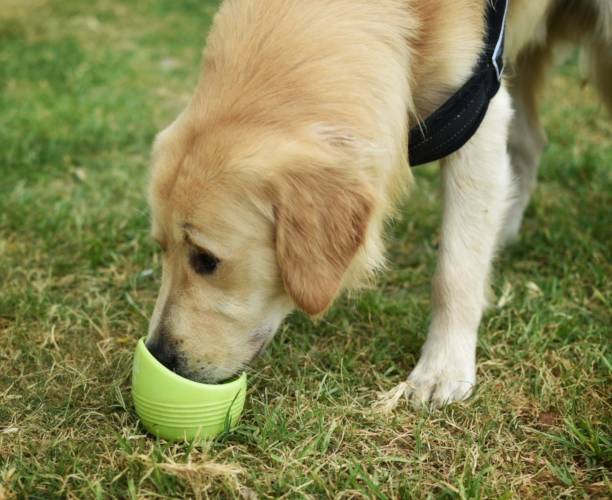 istock A beautiful golden dog drinking water 1326937113