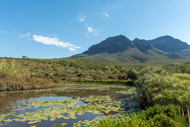 Pond in the Helderberg Nature Reserve A pond in the Helderberg Nature Reserve near Somerset West. The Helderberg Mountain is visioble in the back fynbos photos stock pictures, royalty-free photos & images