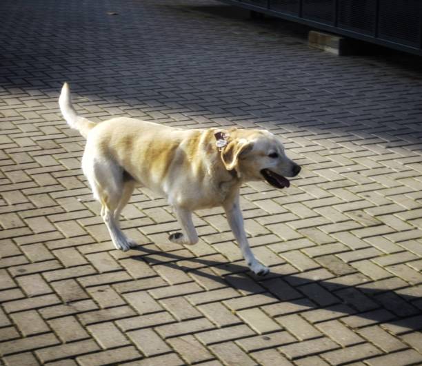 istock A funny golden dog walking down the sidewalk 1326937226