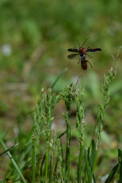 istock a red beetle in flight with outstretched wings 1326937265