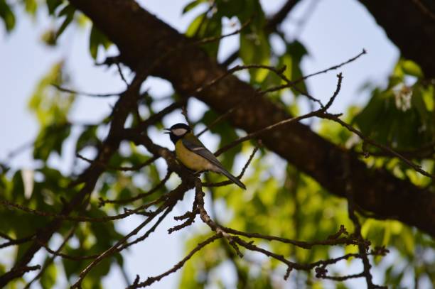 istock a small yellow bird sings on the branches 1326938314