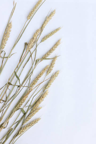 istock Wheat ears isolated on white background 1326939597