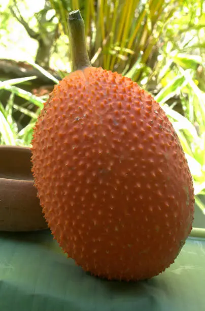 The orange fruit with thorns on its surface, known as the Baby Jackfruit, is a creeper in trees or on fences.
