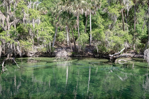 Manatees at Blue Spring State Park in Florida. The spring is a natural refuge for for manatees due to its relatively warm temperatures during winter and spring (73 Fahrenheit or 23 Celsius).