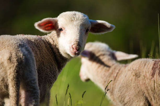 Young Lamb stock photo