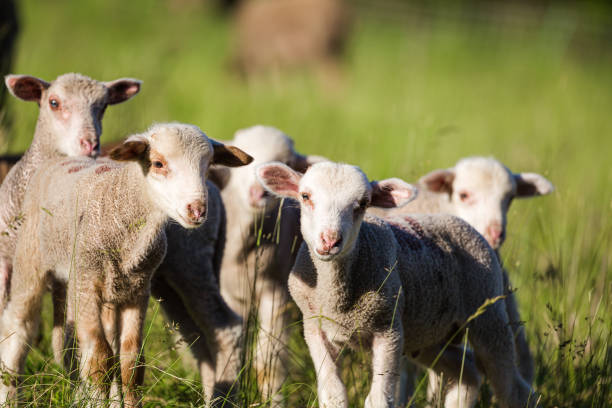 Young Lambs stock photo