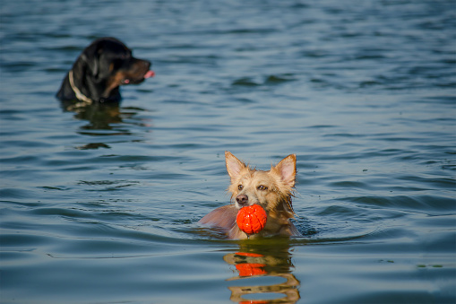 Two dogs playing with one red ball in the sea. A little Red female of mixed breed swims in the water holding a small toy in her mouth. An adult female Rottweiler in the background.