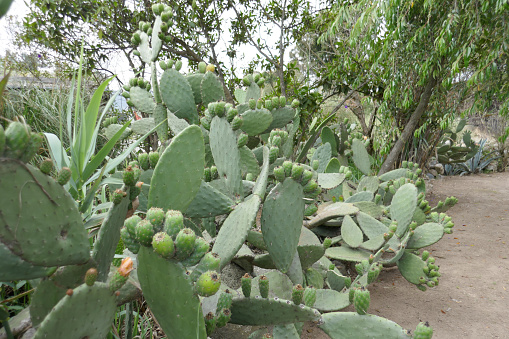 Prickly pear cactus with green fruits.