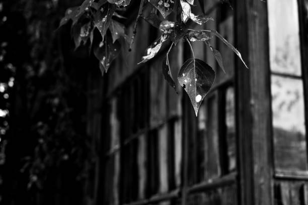 istock Tree leaves in front of the house 1326943454