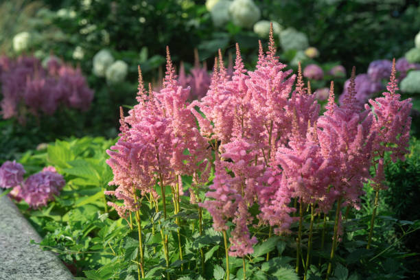 istock Beautiful Pink Astilbe in the morning 1326943477