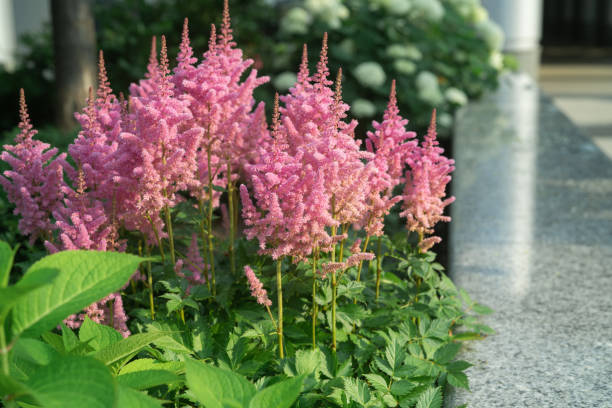 istock Beautiful Pink Astilbe in the morning 1326943479