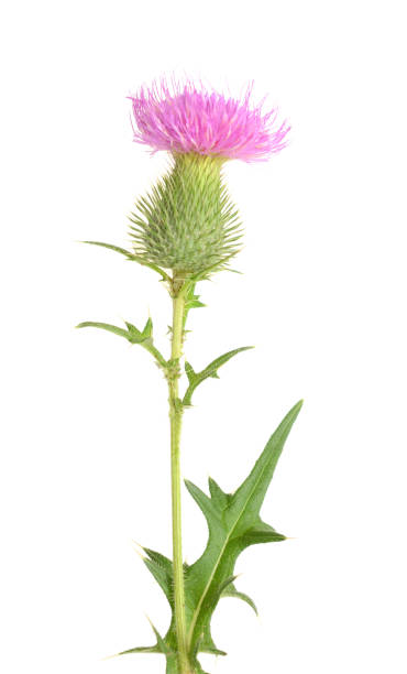 istock Bull Thistle Flower isolated on white background 1326944504