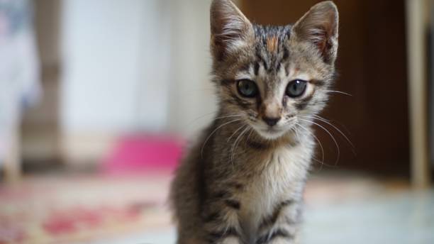 istock close-up cute cat playing in the room 1326945336
