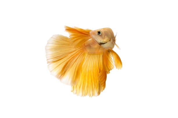 Siamese fighting fish betta splendens (Halfmoon gold dragon betta ) isolated on white background. Close up Siamese fighting fish betta splendens (Halfmoon gold dragon betta ) isolated on white background. long fins and tail.  action fish splendens. clipping path. white halfmoon betta splendens fish stock pictures, royalty-free photos & images