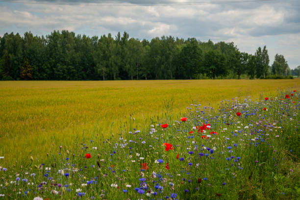 Beautiful summer landscape with a rye field next to a green tree forest along which a long line grows blue cornflowers and other summer flowers.