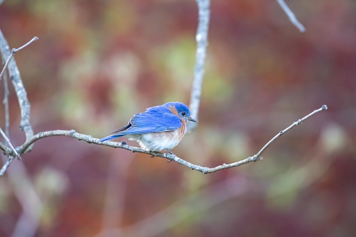 Bluebird perched on a tree branch.