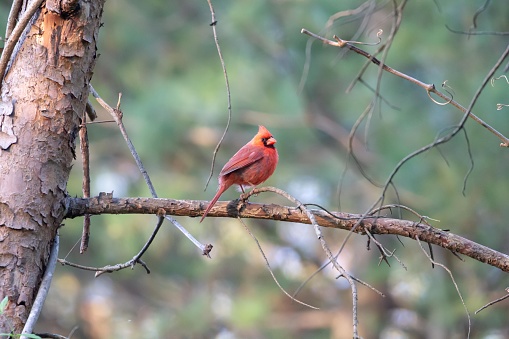 Cardinal perched on a tree branch.