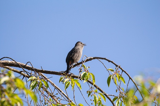 Catbird perched on a tree branch.