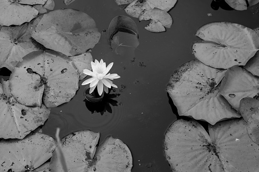 Lotus leaves and flowers on water