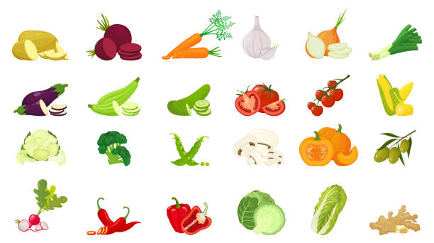 Vector vegetables icons set in cartoon flat style. Collection farm product for restaurant menu, market label. Vector vegetables icons set in cartoon flat style. Collection farm product for restaurant menu, market label. white cabbage stock illustrations