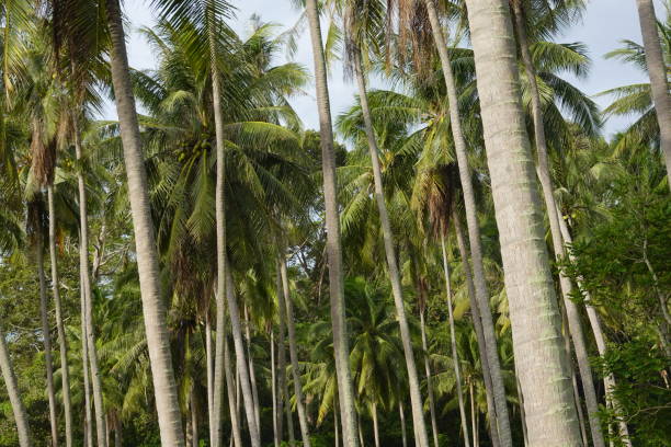 istock Coconut palm trees tropical view 1326948806