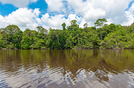 Amazon river rainforest reflection. The Amazon river basin comprise the countries of Brazil, Bolivia, Colombia, Ecuador, Guyana, Suriname, Peru and Venezuela.