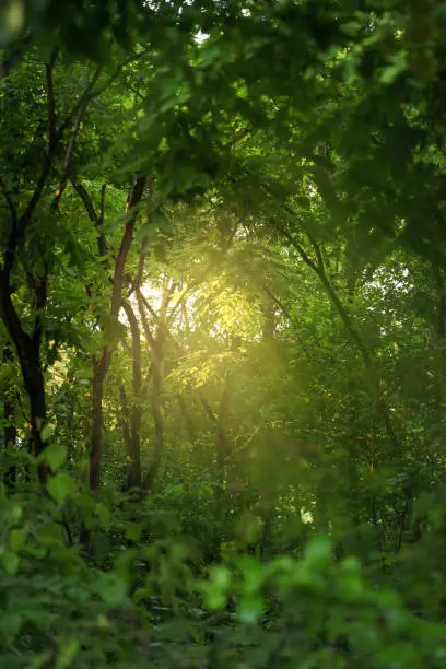 Natural forest trees with sunray. environment and ecology concept.