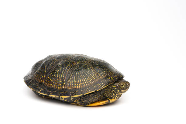 istock European marsh turtle isolated on white background 1326950164