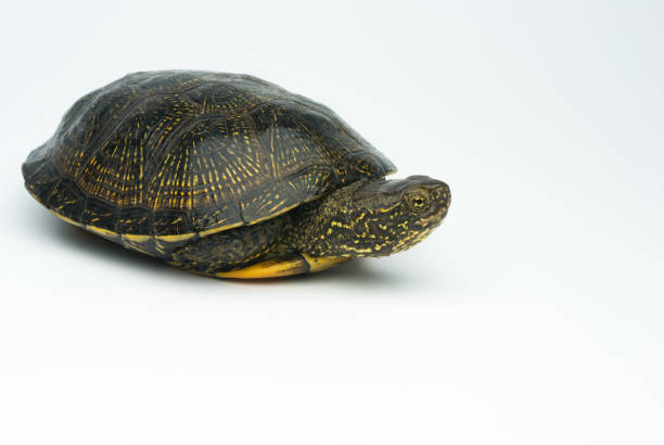 istock European marsh turtle isolated on white background 1326950198