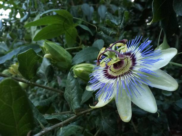 istock Blue Crown Passion Flower 1326950482
