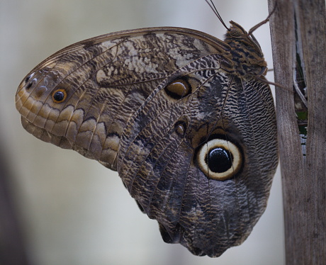 Giant Owl Butterfly (Caligo eurilochus) in Butterfly Garden Selvatura Park Monteverde, Costa Rica.