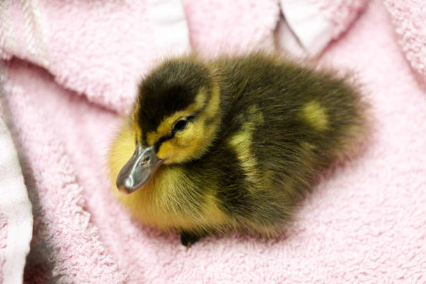 istock a Ducklings close-up on a pink towel 1326951618