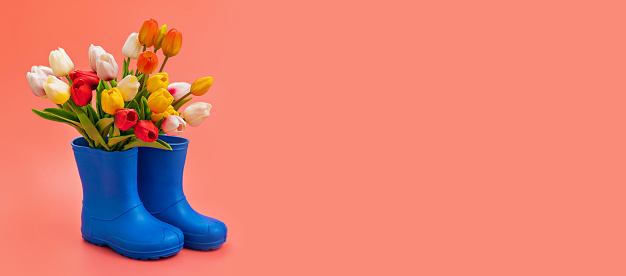 blue rubber boots with multicolored tulips on a pink background. shoes for rainy weather and puddles. shoe store. protect your feet from dampness and dirt. copy space.