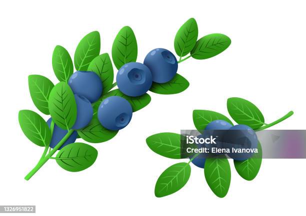 Frische Heidelbeerzweige Isoliert Auf Weißem Hintergrund Reife Heidelbeeren Und Grüne Blätter Auf Einem Ast Gesunde Biopflanzen Vektorillustration Stock Vektor Art und mehr Bilder von Amerikanische Heidelbeere