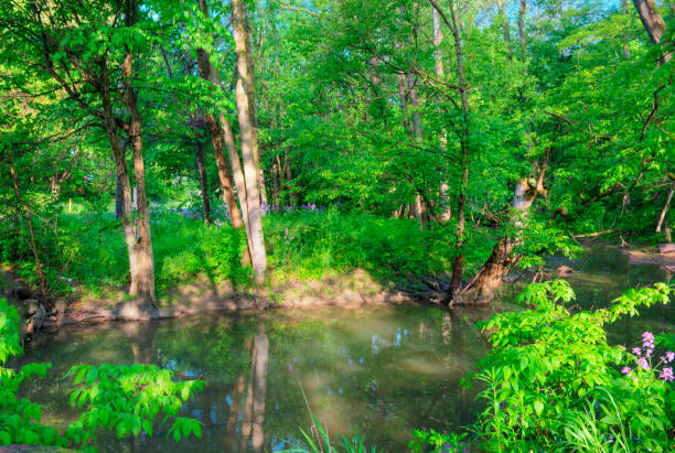 istock Small stream in a hardwood forest-Howard County, Indiana 1326952556
