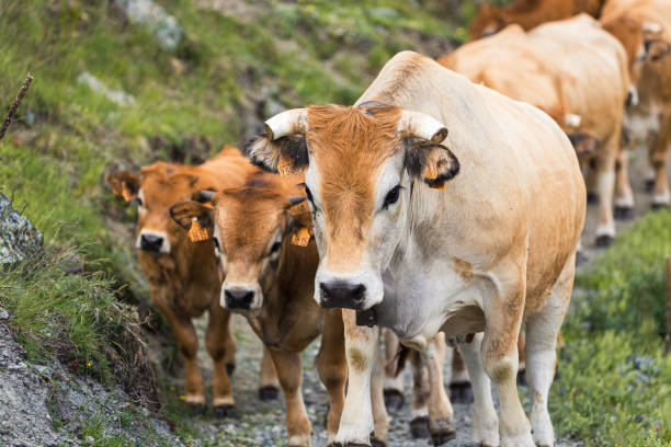 istock Ascent to the alpine pastures 1326952641