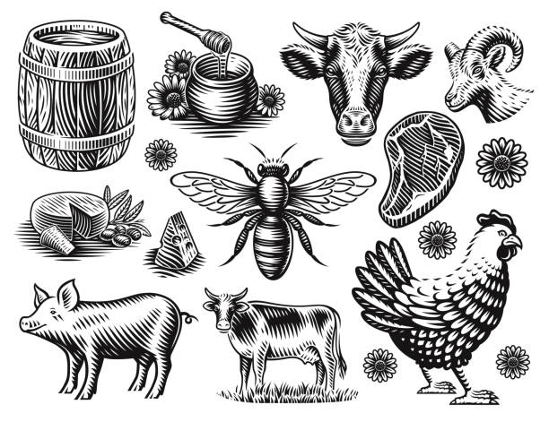ilustraciones, imágenes clip art, dibujos animados e iconos de stock de un conjunto de ilustraciones vectoriales en blanco y negro de animales de granja - pig barrel pork farm
