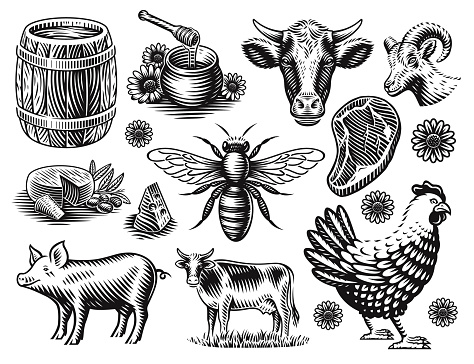 A set of black and white vector illustration of farm animals in a vintage style isolated on white background