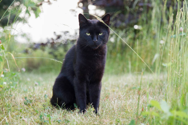 istock Black cat in a garden 1326953142
