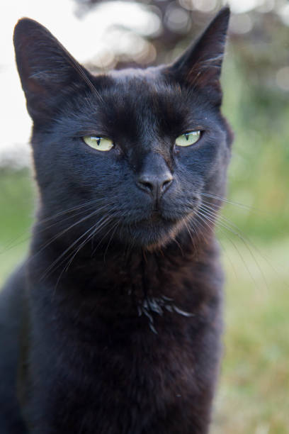 istock Black cat in a garden 1326953173