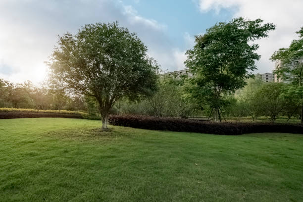 Lawn in the sun