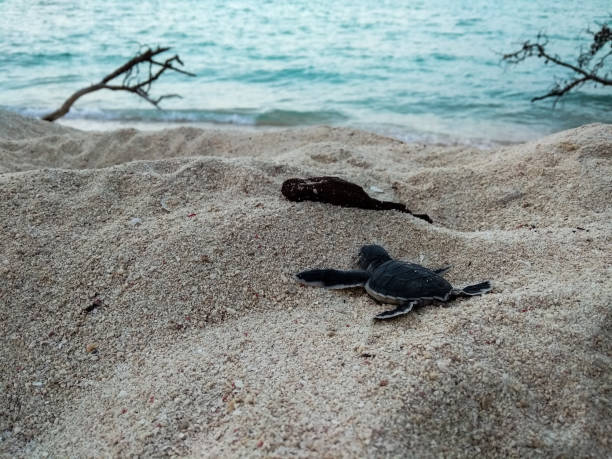 piccola tartaruga che cammina sulla spiaggia - turtle young animal beach sea life foto e immagini stock