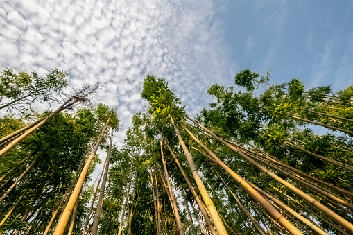 Bamboo shot from low angle under blue sky