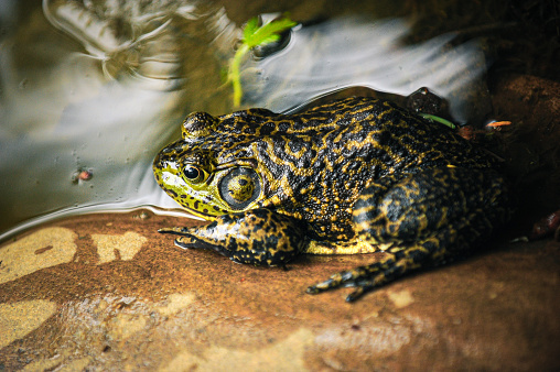The edible frog (Pelophylax kl. esculentus, Rana esculenta) - a species of common European frog, also known as the common water frog or green frog. The frog is displaying its vocal sac.